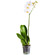 White Phalaenopsis orchid in a pot. Belarus